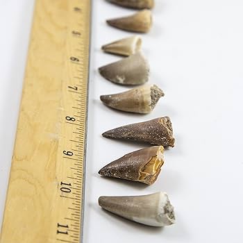 Amazon | 博物館品質 モササウルスの歯 - 白亜紀後期の本物の